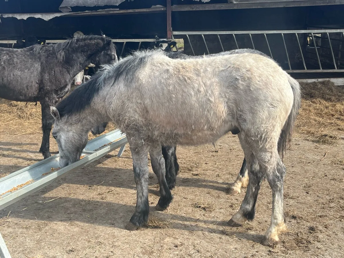 3 Connemara colts one year old - Image 3