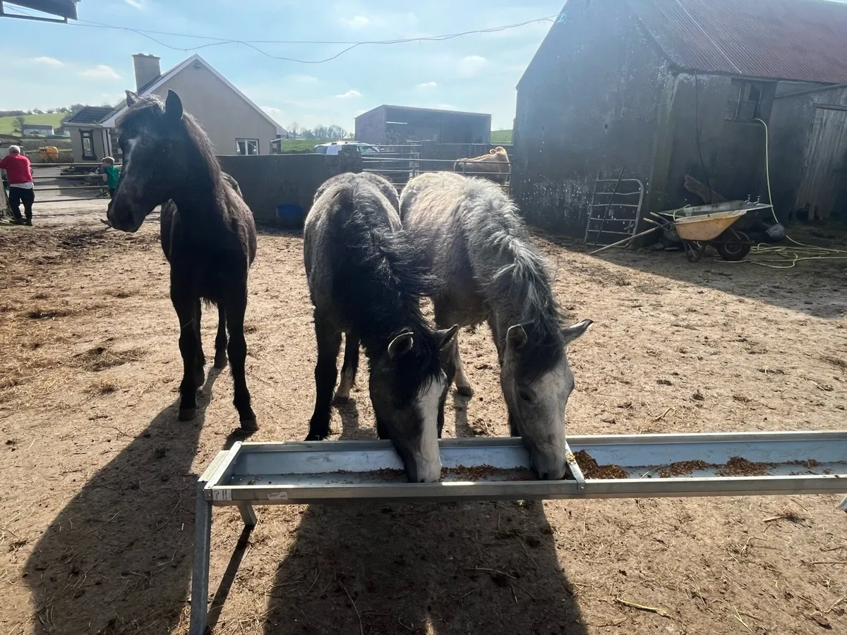 3 Connemara colts one year old - Image 4