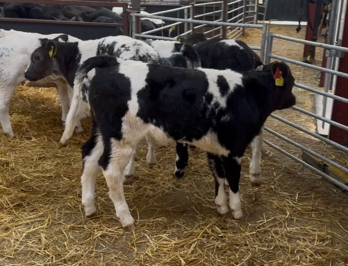 ❌40 U GRADE BLUE HEIFER CALVES ❌ - Image 1