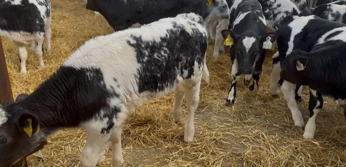 ❌40 U GRADE BLUE HEIFER CALVES ❌ - Image 2