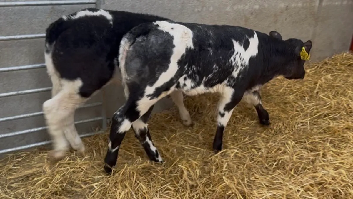 ❌40 U GRADE BLUE HEIFER CALVES ❌ - Image 3