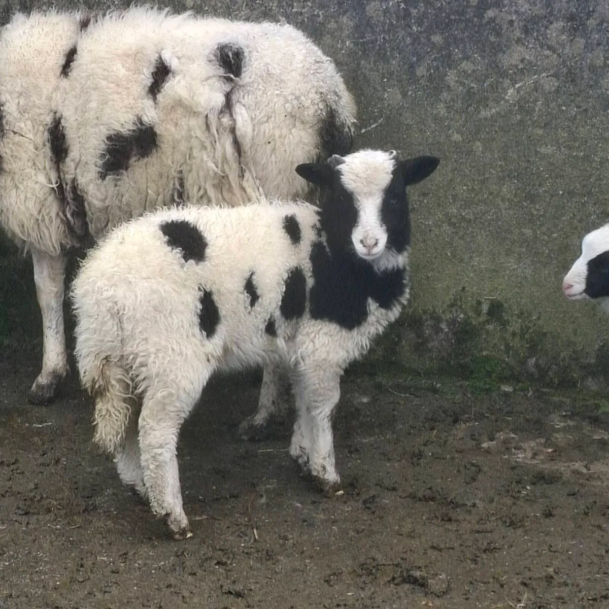 Jacob ewes and lambs - Image 4