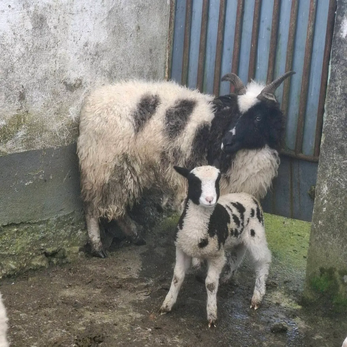 Jacob ewes and lambs - Image 2