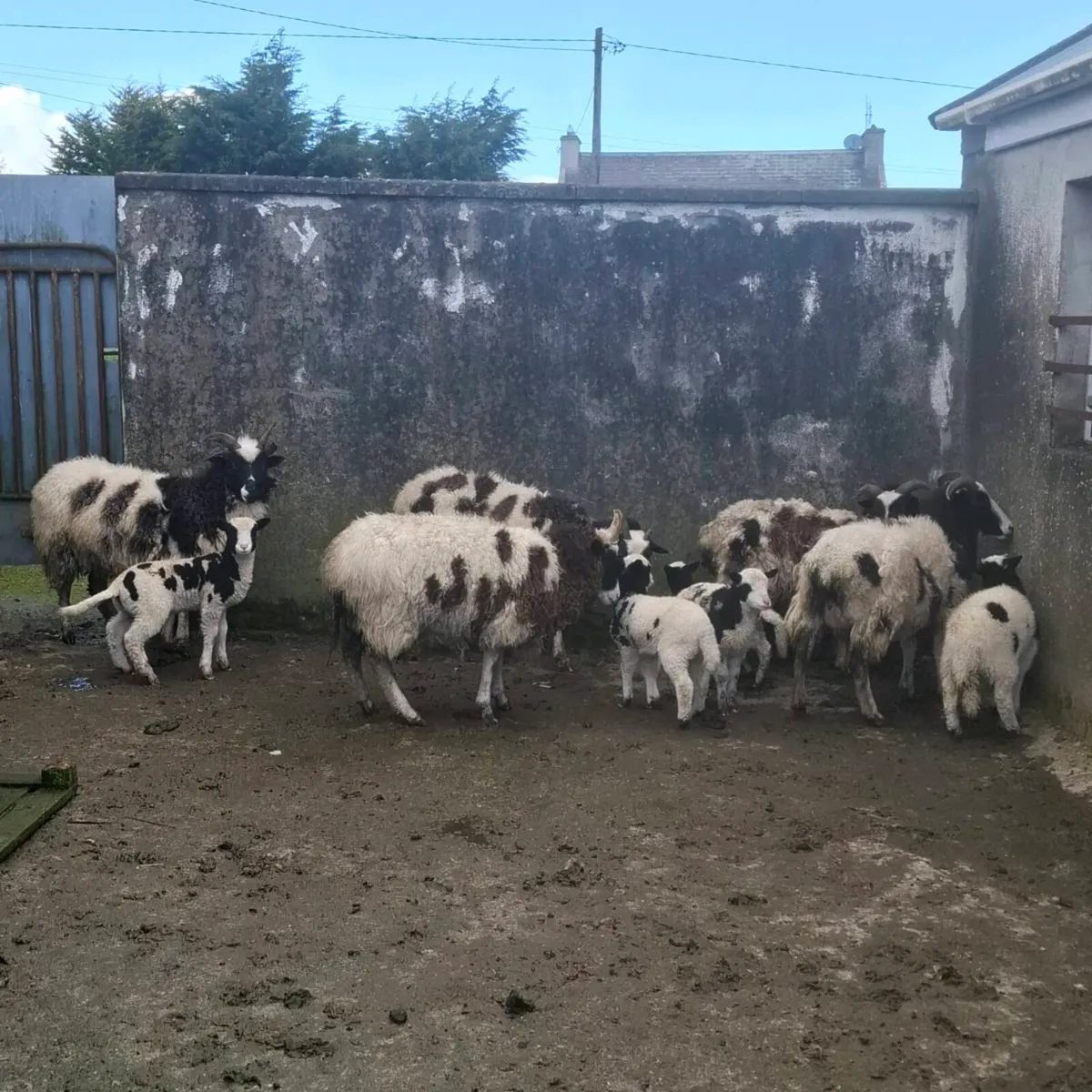 Jacob ewes and lambs - Image 1
