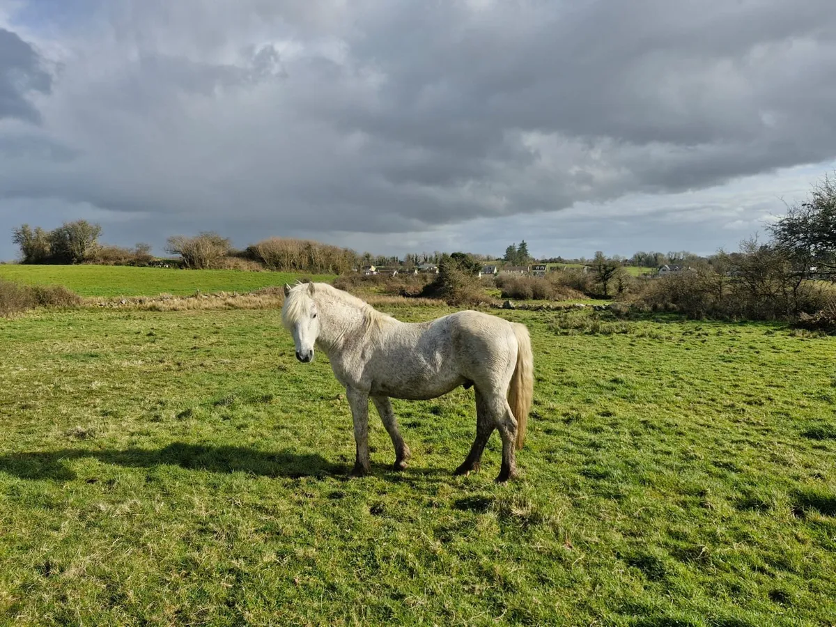 Connemara stallion - Image 1