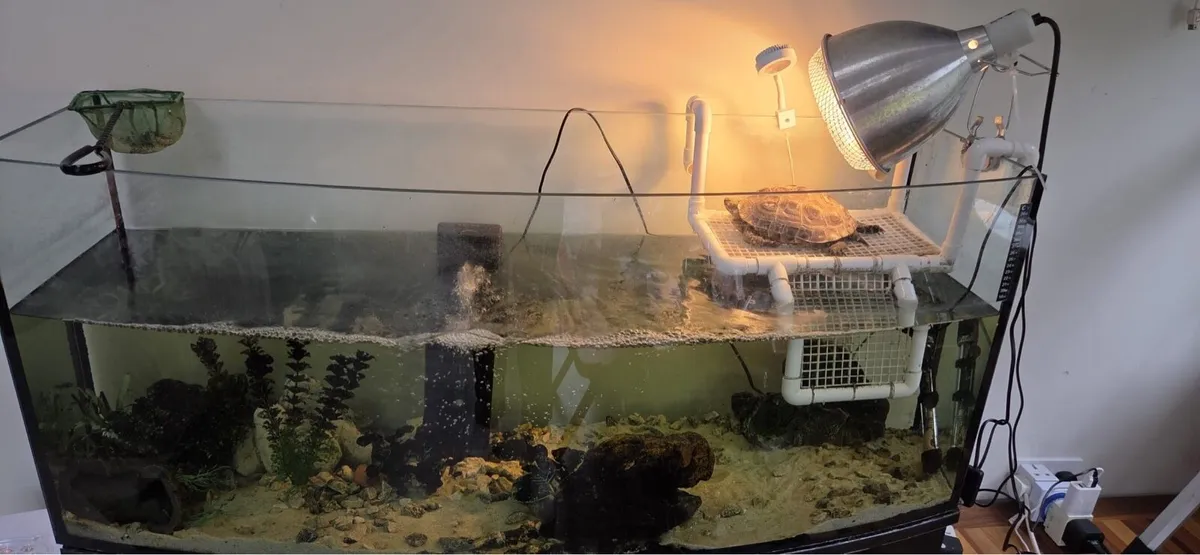 Chinese Pond  Turtle - Image 1