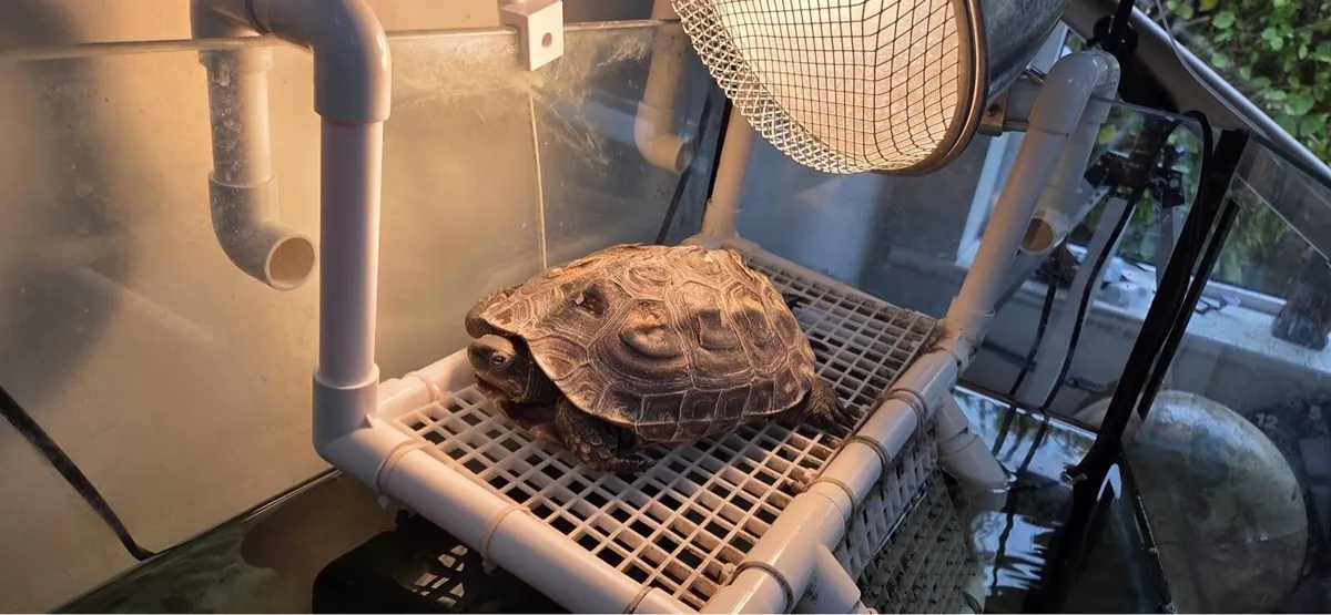 Chinese Pond  Turtle - Image 2