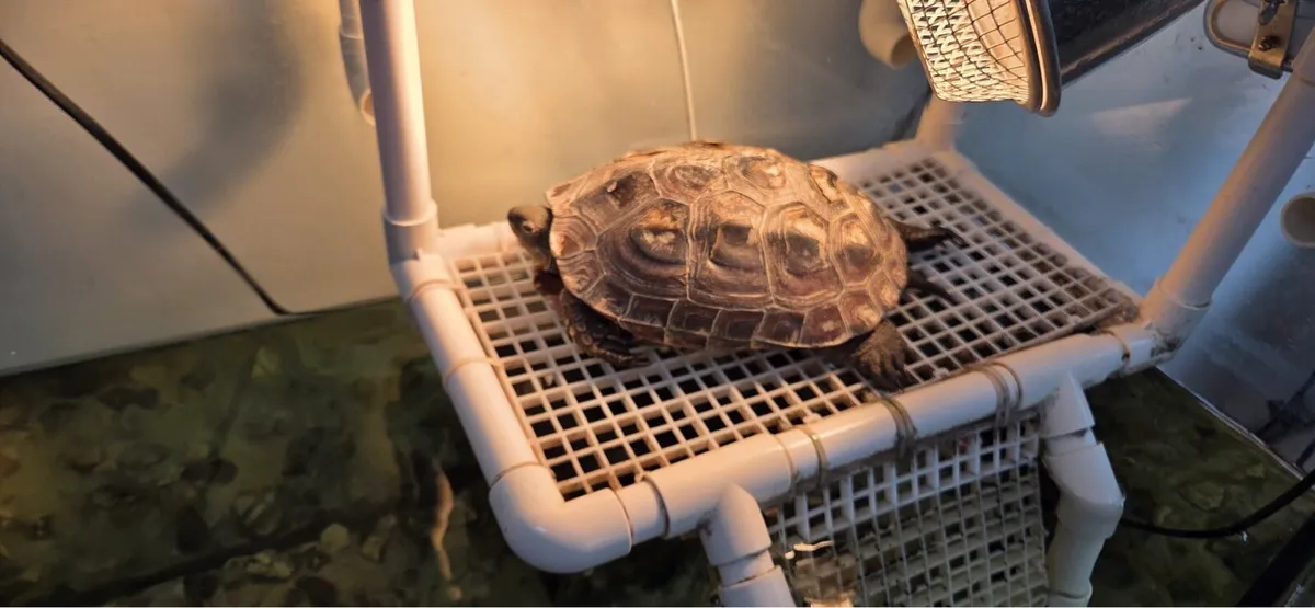 Chinese Pond  Turtle - Image 3