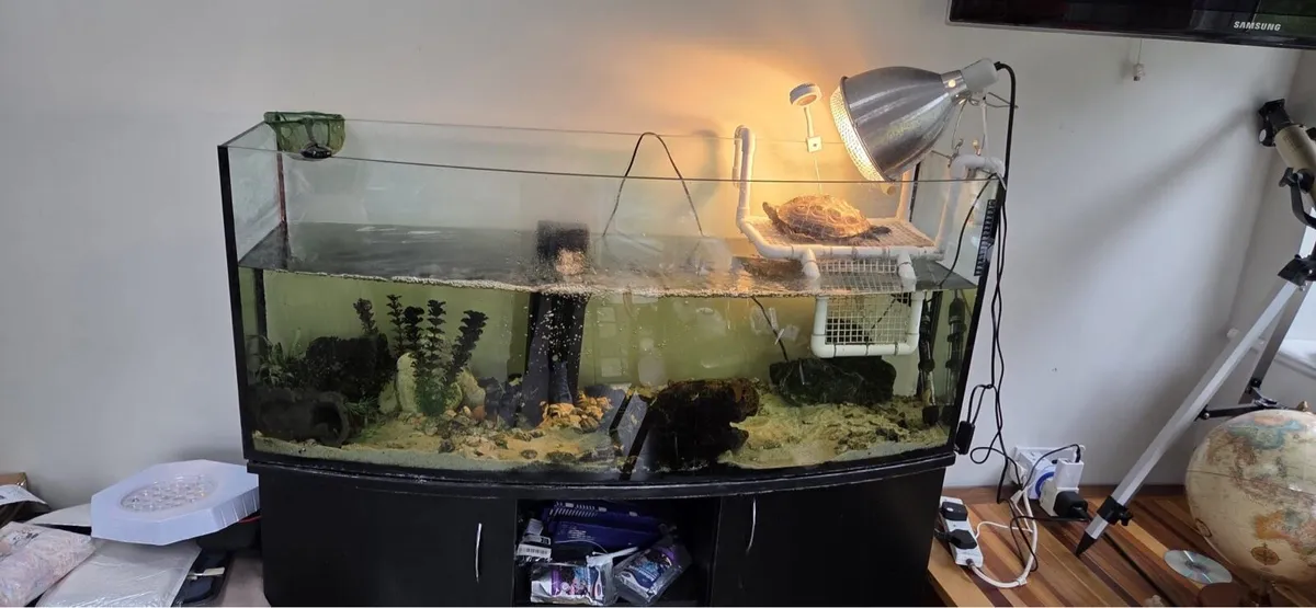 Chinese Pond  Turtle - Image 4