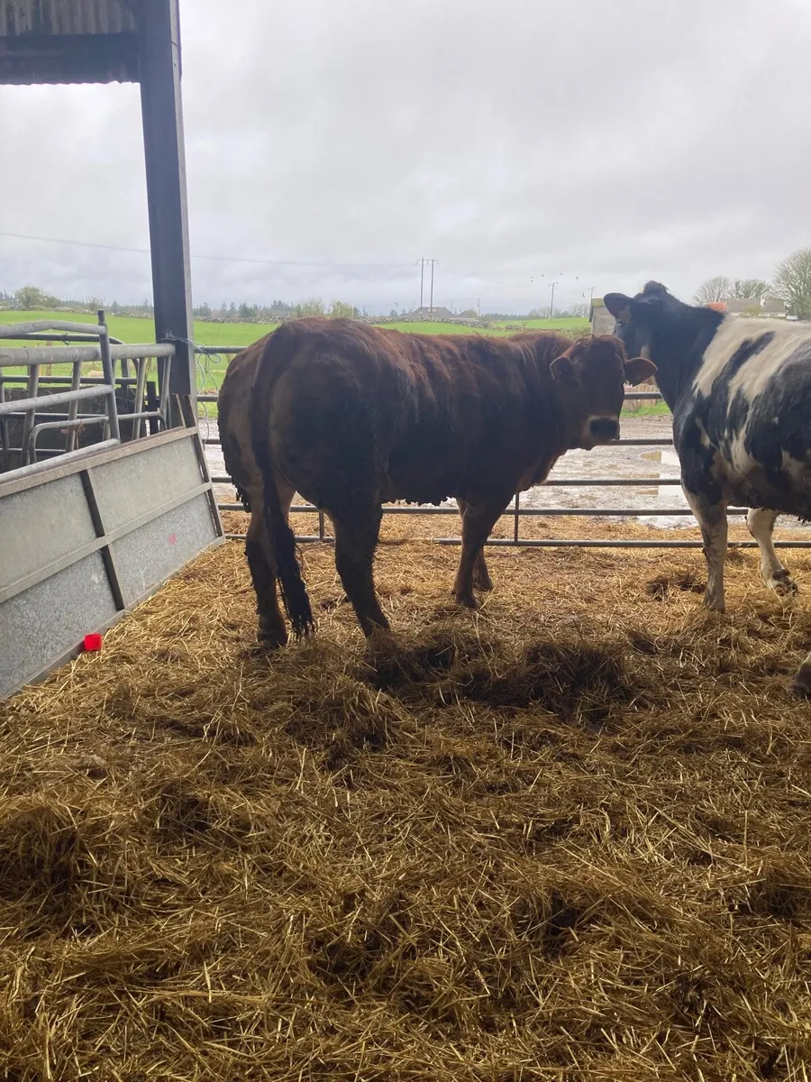 ⭐️⭐️⭐️⭐️⭐️5star heifer - Image 2