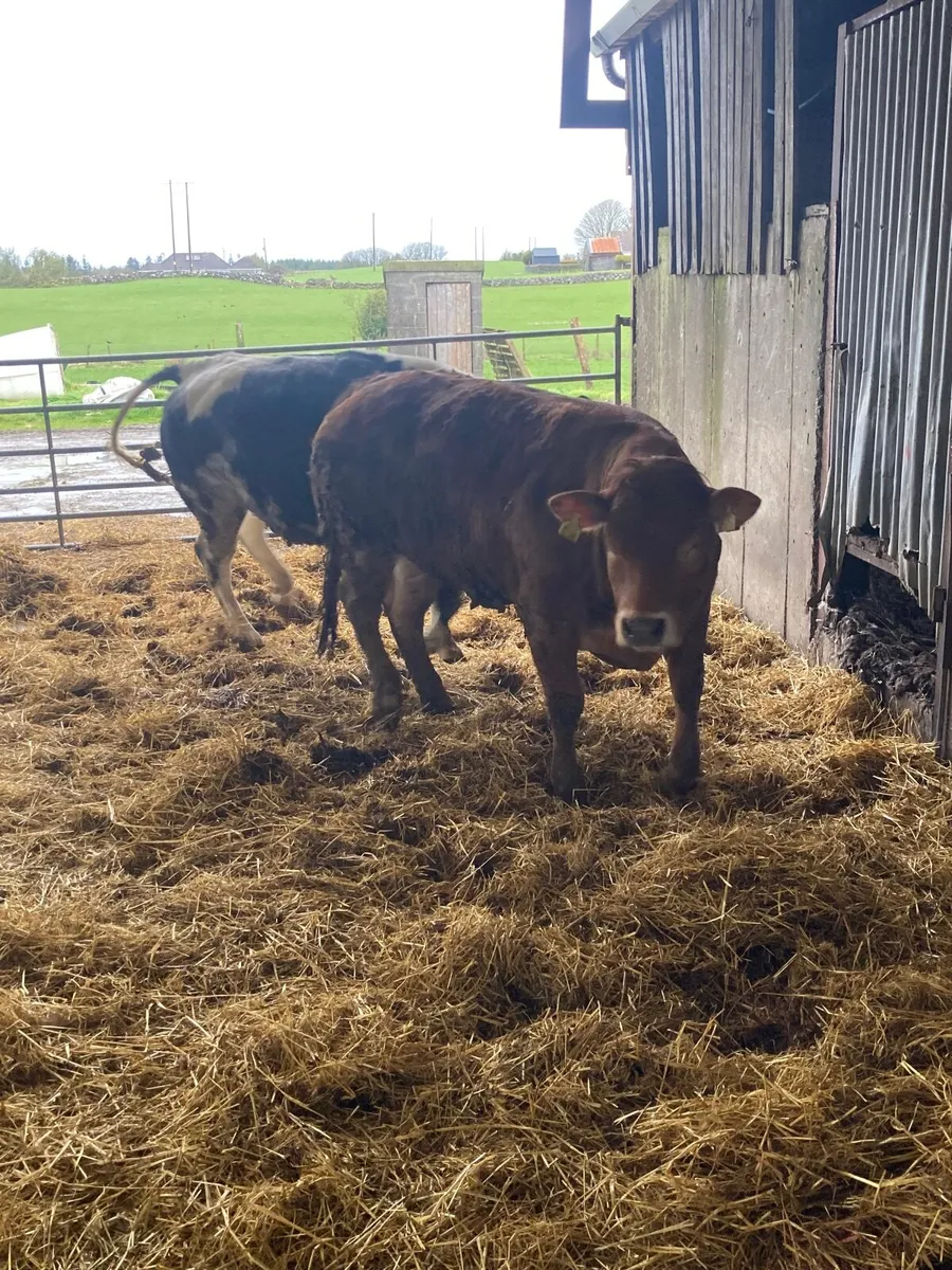 ⭐️⭐️⭐️⭐️⭐️5star heifer - Image 3