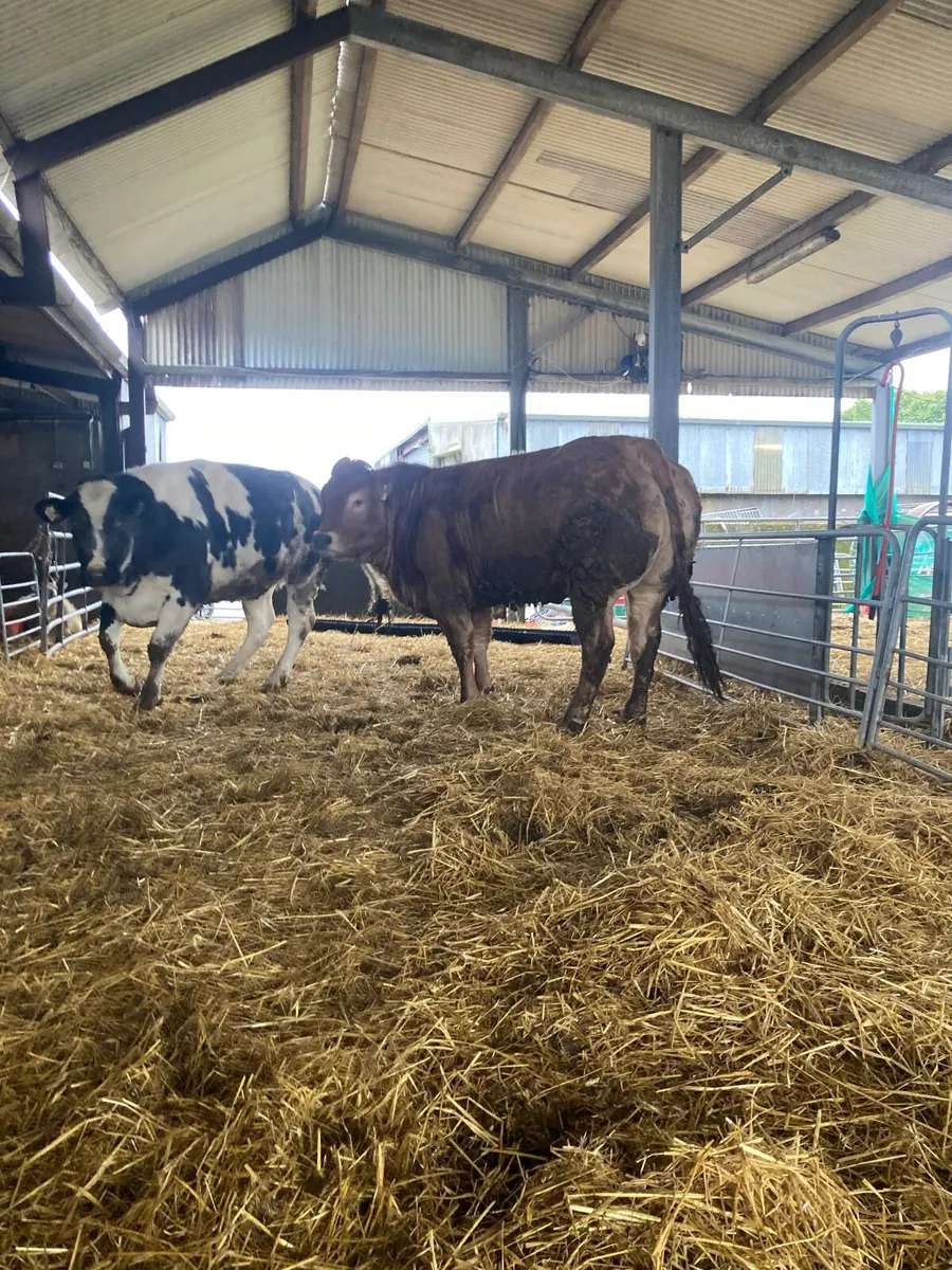 ⭐️⭐️⭐️⭐️⭐️5star heifer - Image 4