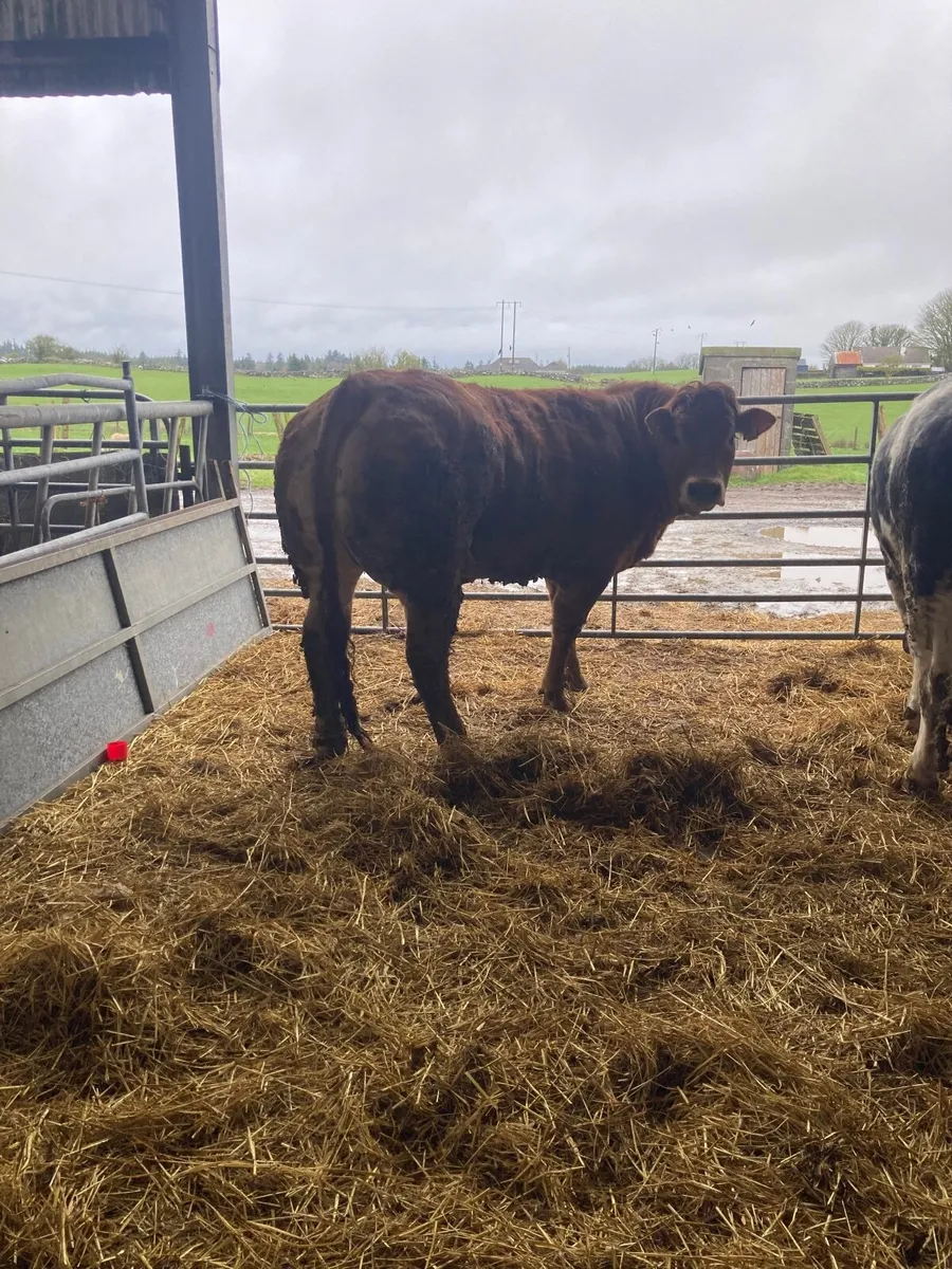 ⭐️⭐️⭐️⭐️⭐️5star heifer - Image 1