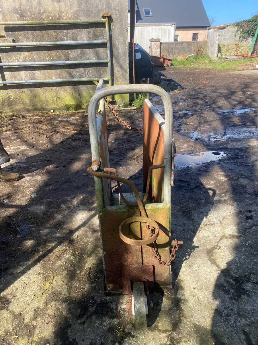 Dehorner for calfs - Image 1