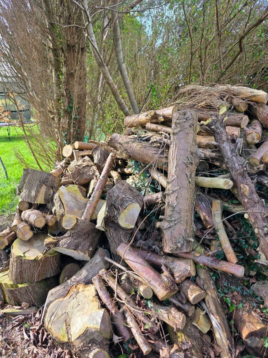 Free Firewood - Image 1