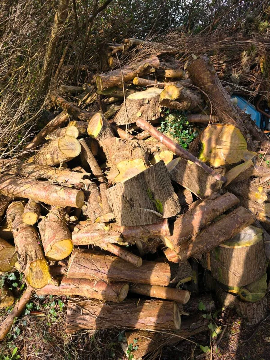 Free Firewood - Image 2