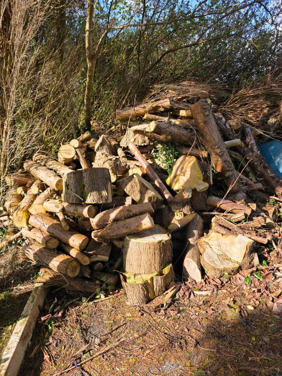 Free Firewood - Image 3