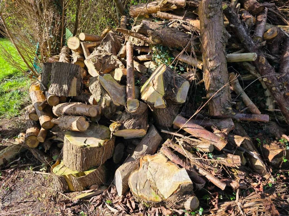Free Firewood - Image 4