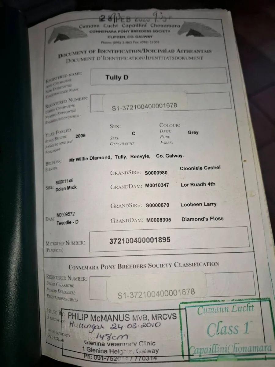 Connemara stallion - Image 2