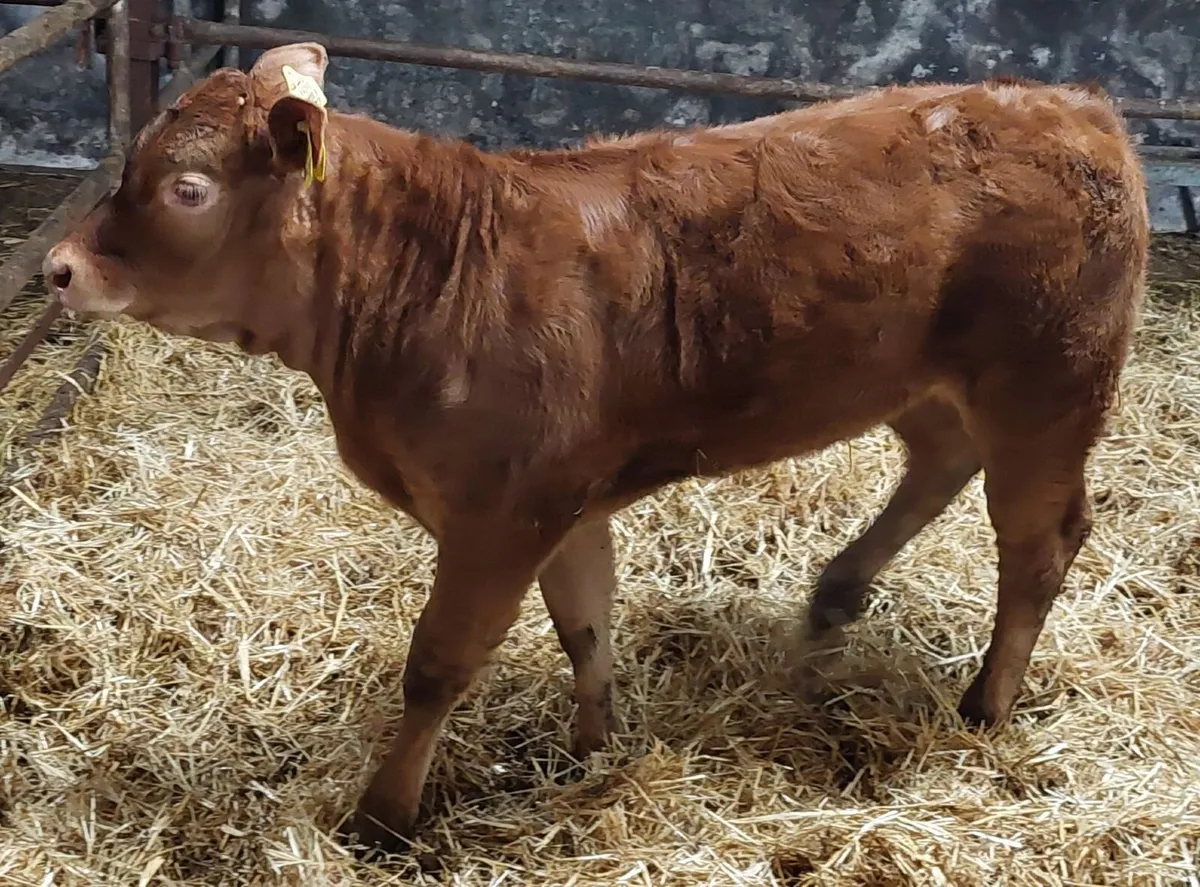 2.5 month old calf - Image 2