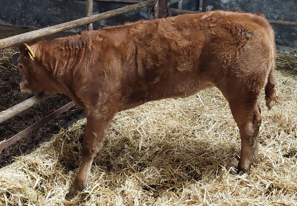 2.5 month old calf - Image 3