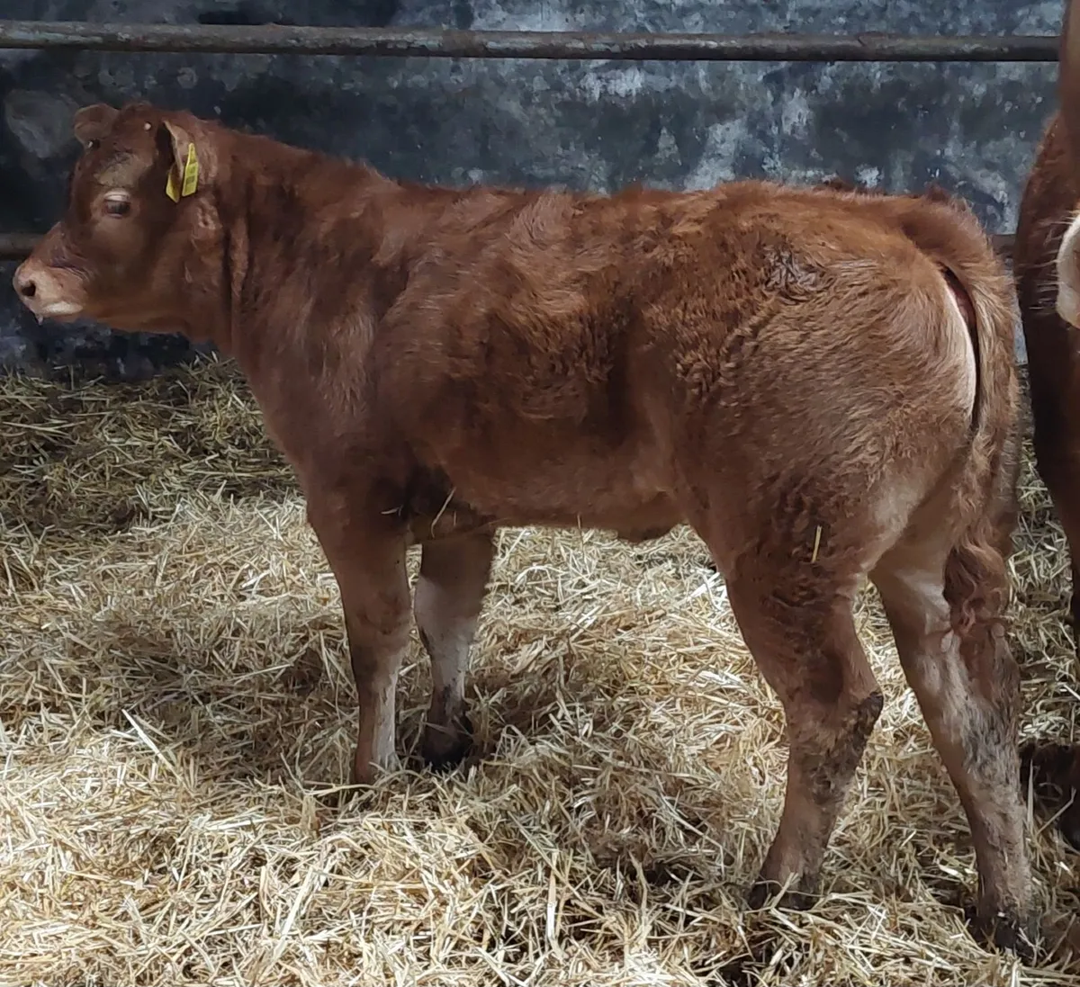 2.5 month old calf - Image 4