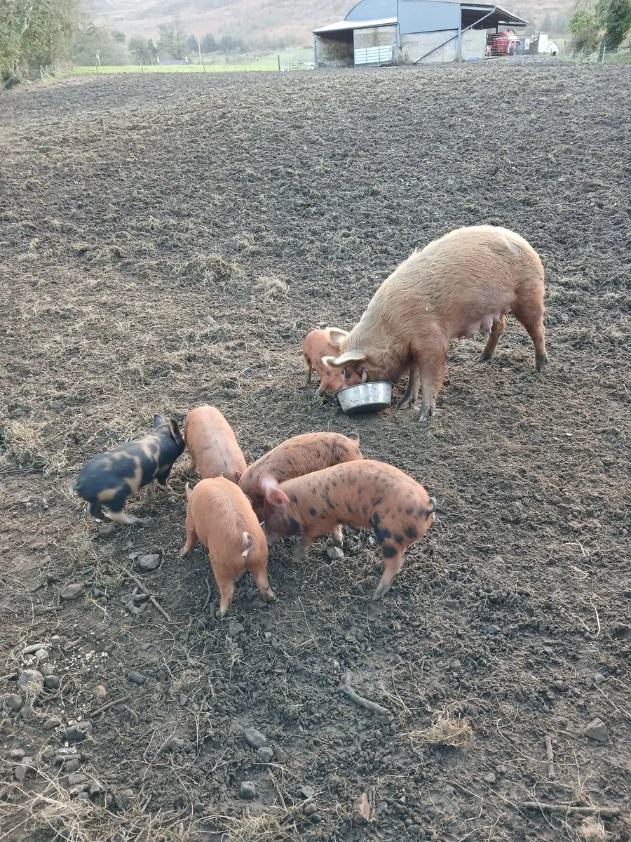 Pigs - Image 1