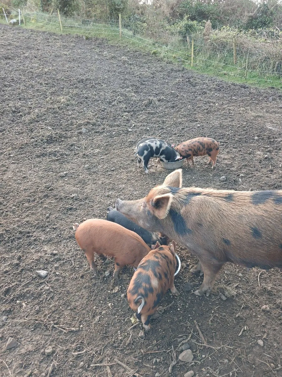 Pigs - Image 4