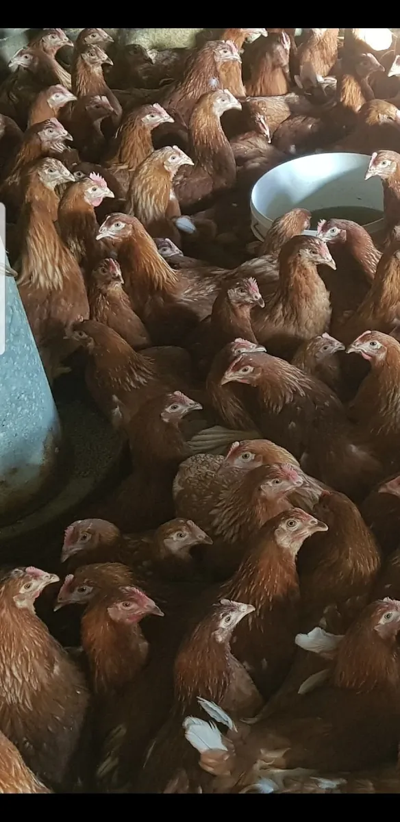 Point of Lay Pullets - Image 1