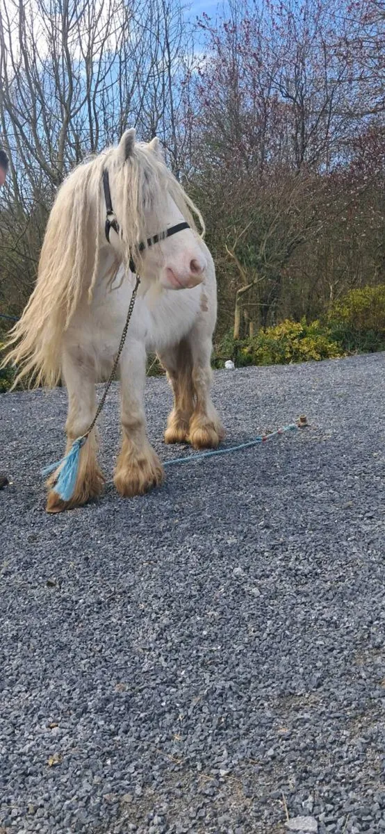 Heavy stallion - Image 1