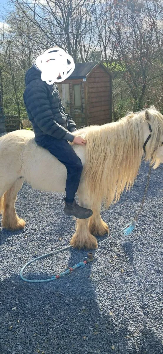 Heavy stallion - Image 2