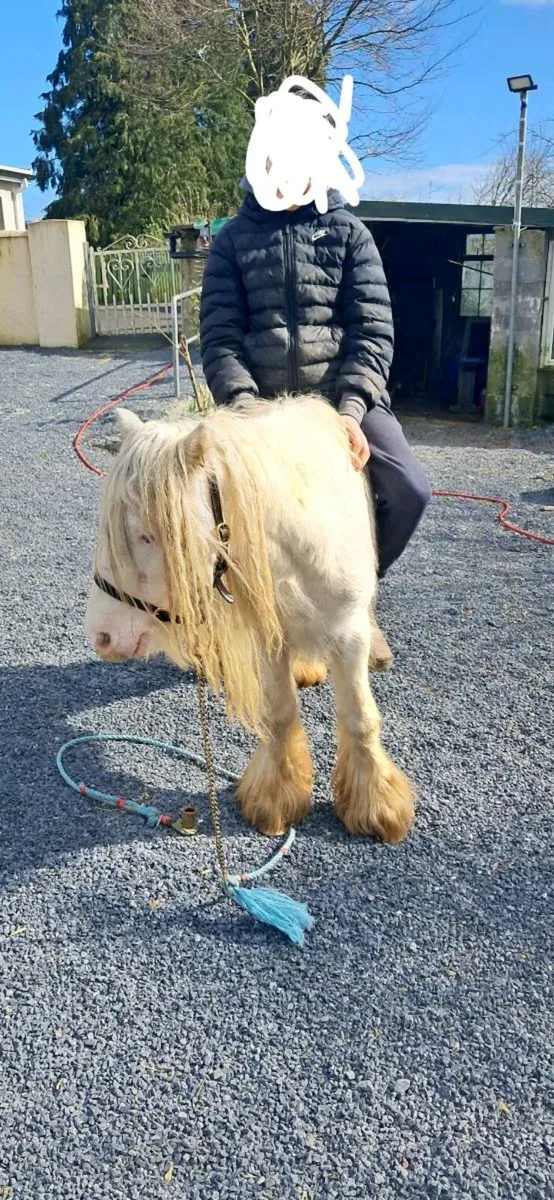 Heavy stallion - Image 3