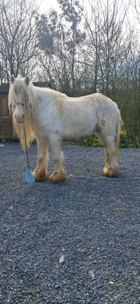 Heavy stallion - Image 4