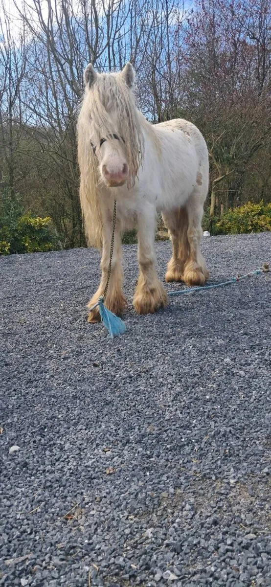 Heavy stallion - Image 4