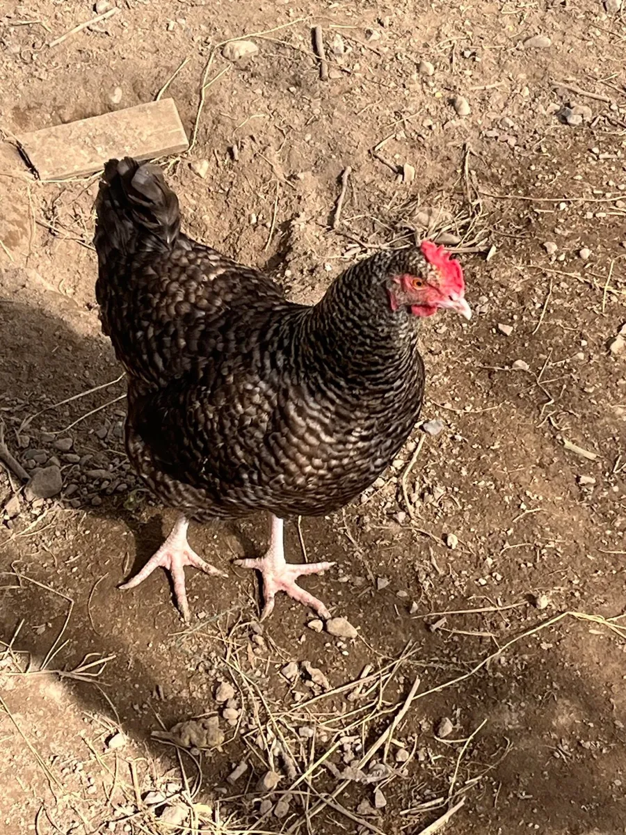 Young Cuckoo Maran  X hens, laying§ - Image 1