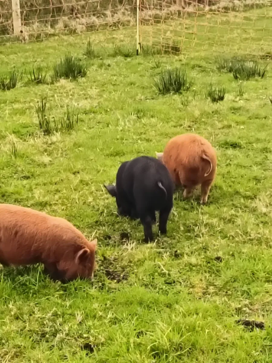 Kune Kune Piglets - Image 1