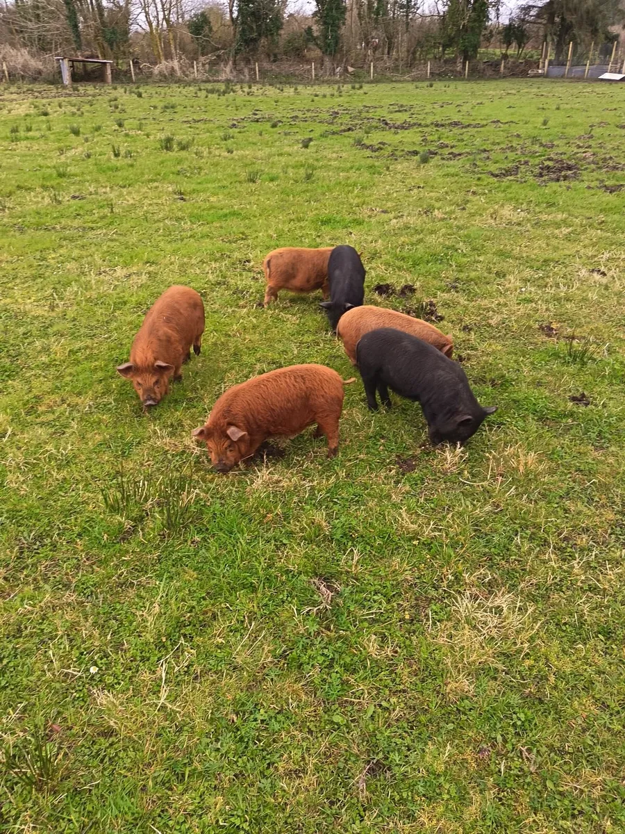 Kune Kune Piglets - Image 3
