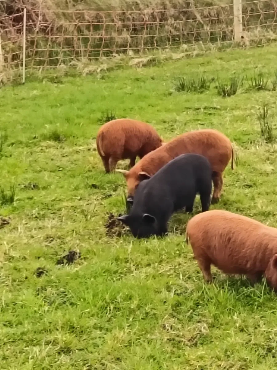 Kune Kune Piglets - Image 2