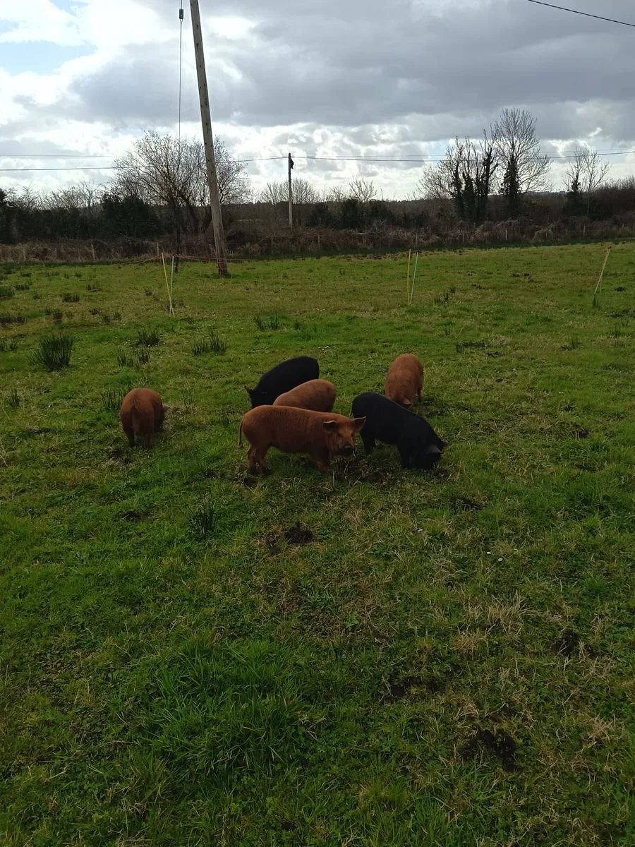 Kune Kune Piglets - Image 4