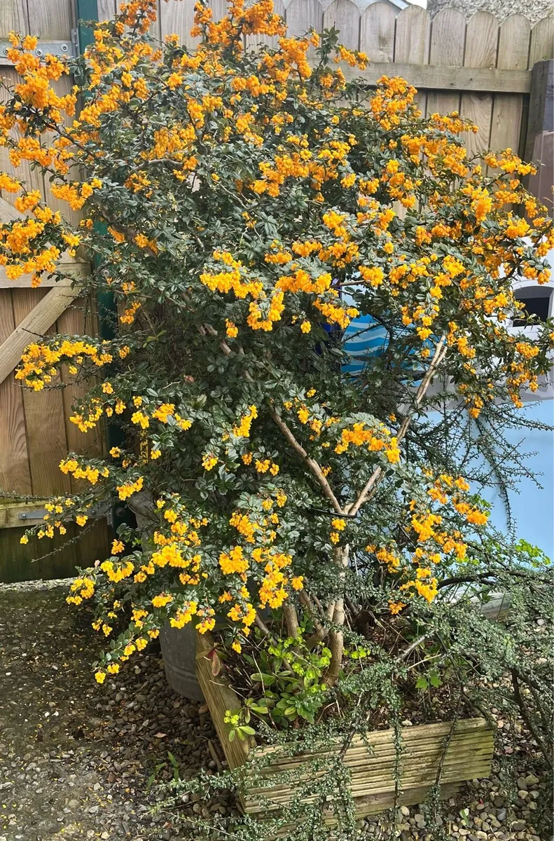 Big plant for sale - Image 2