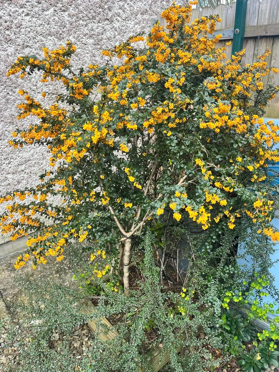 Big plant for sale - Image 3