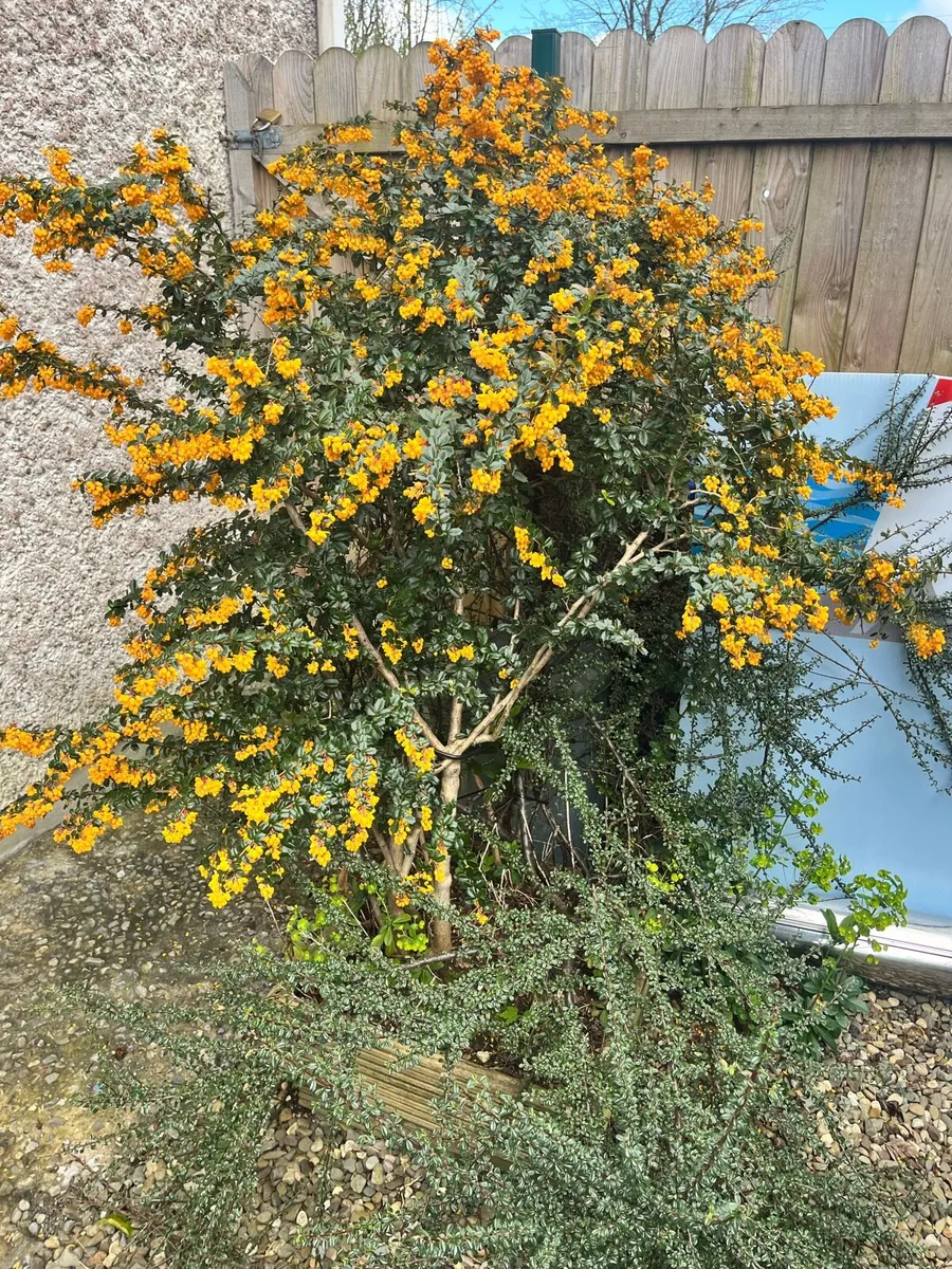 Big plant for sale - Image 4