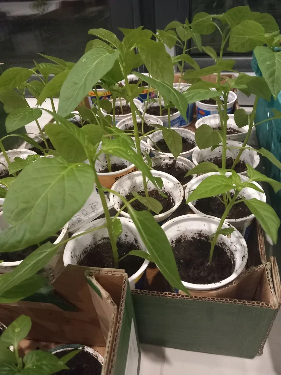 Tomatoes peppers strawberry plants - Image 1