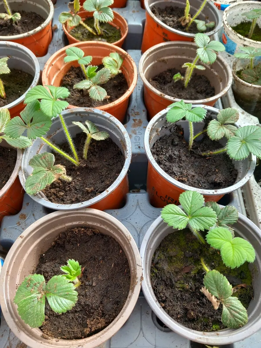 Tomatoes peppers strawberry plants - Image 2