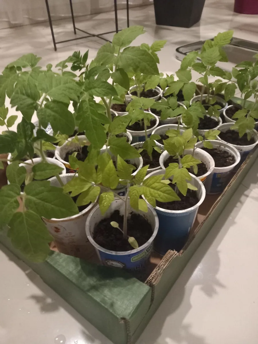 Tomatoes peppers strawberry plants - Image 3
