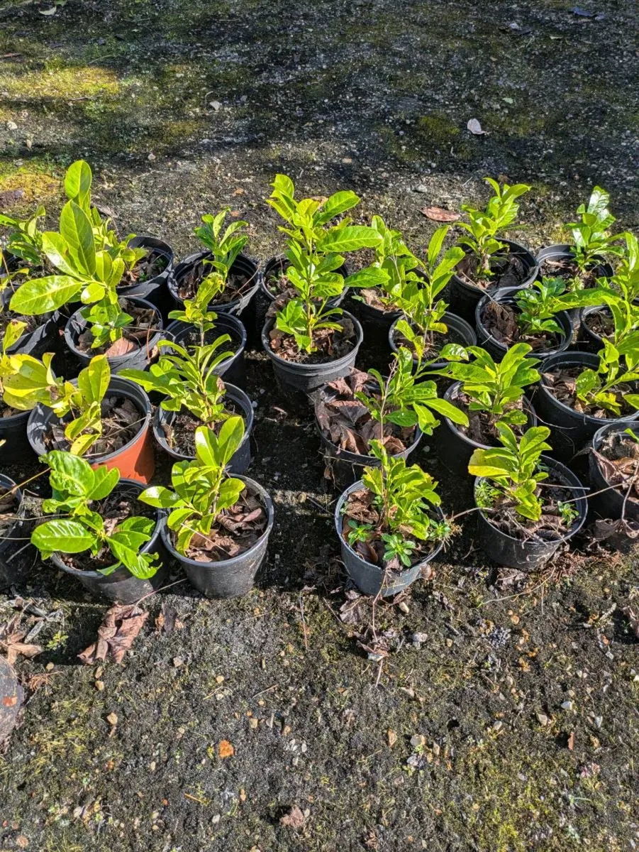 Laurel hedging - Image 1