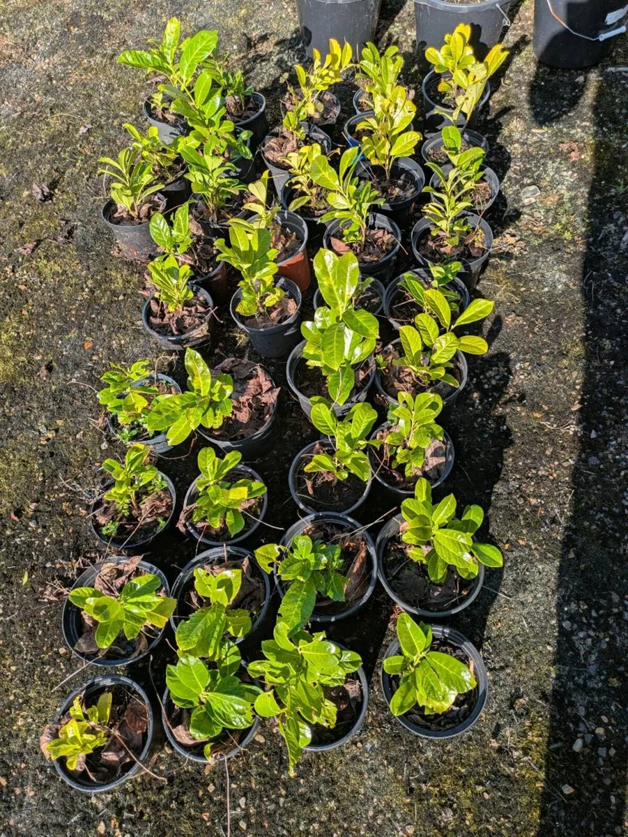 Laurel hedging - Image 3