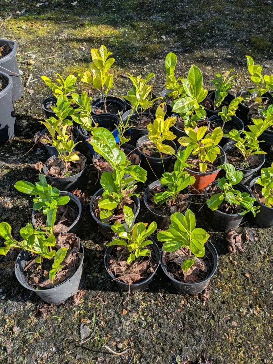 Laurel hedging - Image 2