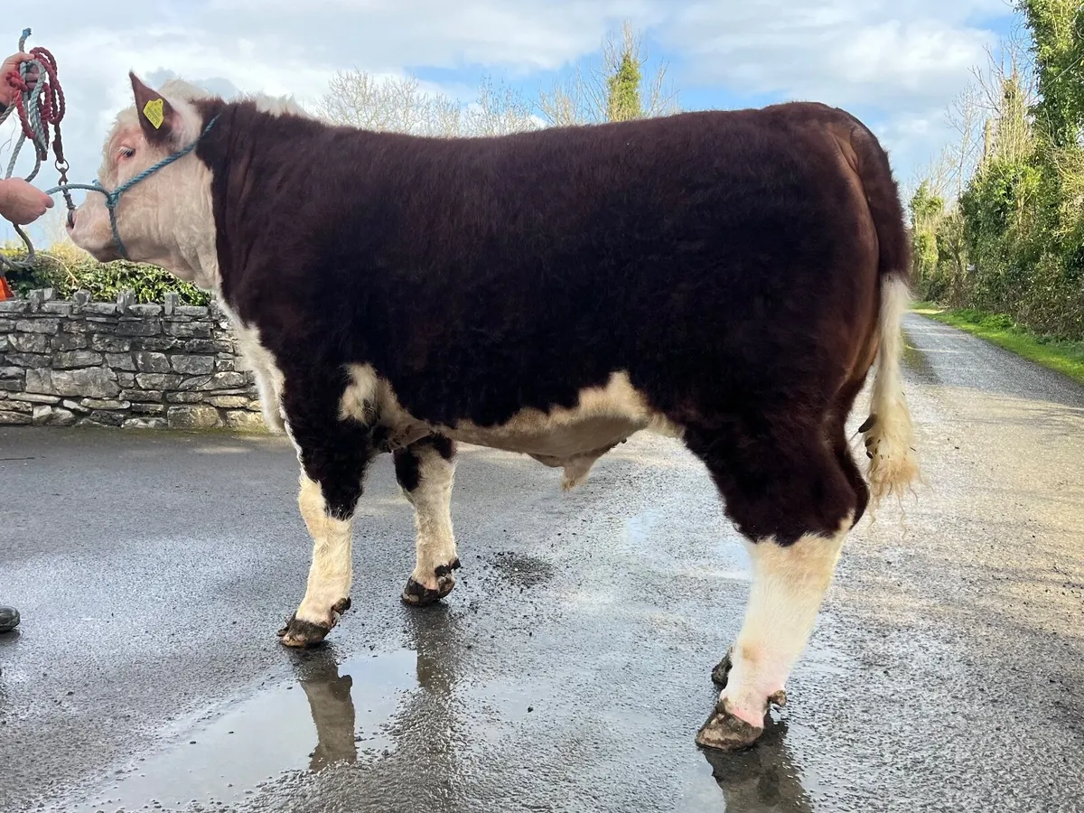 5⭐️ Pedigree Hereford Bull for Sale - Image 2