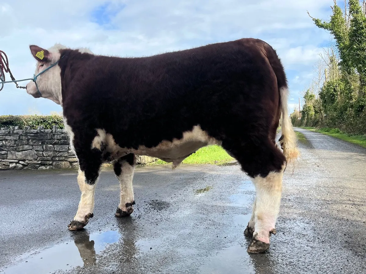 5⭐️ Pedigree Hereford Bull for Sale - Image 3